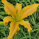 Hemerocallis ×hybrida Fairy Wings