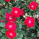 Rosa arvensis Parkdirektor Riggers