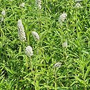 Lysimachia barystachys (tojeść zwartokwiatowa)