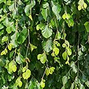 Fagus sylvatica s.str. Pendula
