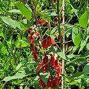 Erythrina crista-galli (erytryna grzebieniasta)