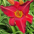 Hemerocallis ×hybrida Radosny Buziak