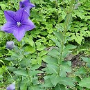 Platycodon grandiflorus (rozwar wielkokwiatowy)