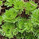 Saxifraga pentadactylis (skalnica pięciopalczasta)