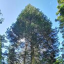 Calocedrus decurrens Columnaris