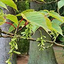 Acer caudatifolium