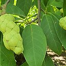 Magnolia cylindrica (magnolia walcowata)
