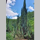 Chamaecyparis lawsoniana Blue Surprise
