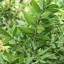 Ruscus aculeatus (myszopłoch kolczasty)