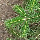 Abies spectabilis (jodła himalajska)