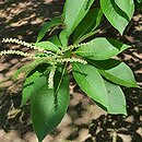 Clethra barbinervis (orszelina szara)