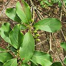 Enkianthus deflexus (Enkiant himalajski)