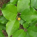 Maclura tricuspidata