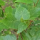 Betula ermanii (brzoza Ermana)