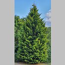 ×Cupressocyparis leylandii Gold River