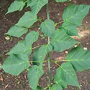 Acer laxiflorum (klon rozpierzchłokwiatowy)