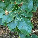 Ehretia dicksonii