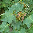 Acer erianthum