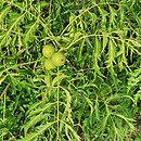 Juglans regia Lacinata