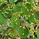 Viburnum hupehense (kalina hubejska)