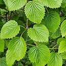 Viburnum dentatum (kalina zębata)
