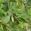 Betula tianschanica (brzoza tianszańska)