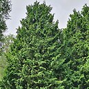 Thuja ×senetana Kórnik