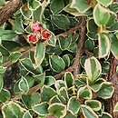 Cotoneaster atropurpureus Variegatus
