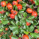 Cotoneaster nan-shan (irga wczesna)