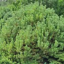 Pinus mugo Carsten
