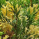 Juniperus sabina Variegata