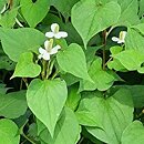 Houttuynia cordata (pstrolistka sercowata)