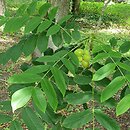 Juglans ailantifolia Cordiformis