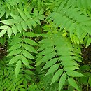Sorbaria assurgens (tawlina chińska)