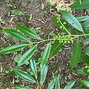 Prunus laurocerasus Schipkaensis