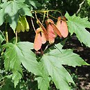 Acer cappadocicum (klon kaukaski)