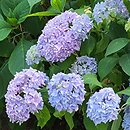 Hydrangea macrophylla Nikko Blue