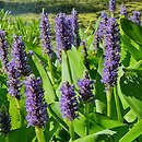 Pontederia cordata (rozpław sercowaty)