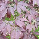 Acer palmatum Nicholsonii