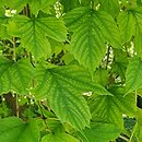 Viburnum sargentii Susquehanna