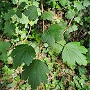 Ribes niveum