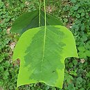 Liriodendron tulipifera Aureomarginatum
