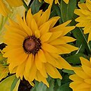 Rudbeckia SmileyZ Big Luck