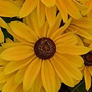 Rudbeckia SmileyZ Big Sun