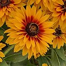 Rudbeckia Flamenco Bright Orange