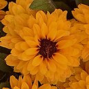 Rudbeckia Flamenco Yellow