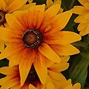 Rudbeckia SmileyZ Sunbeam