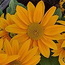 Rudbeckia SmileyZ Passion