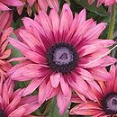 Rudbeckia True Red