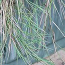 Agrostis stolonifera Green Twist